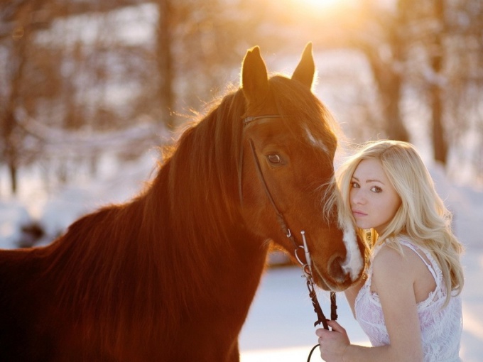 Korrekt oppførsel når du fotograferer med hest