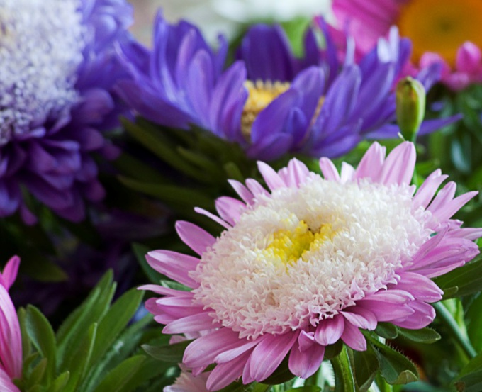 Hvordan plante årlige asters