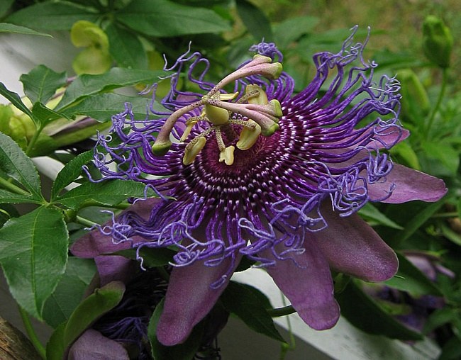 Hvordan vokse en eksotisk blomst hjemme