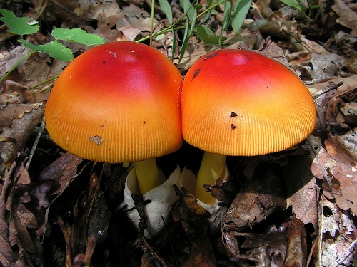 Hvordan identifisere amanita muscaria eller Amanita caesareoides