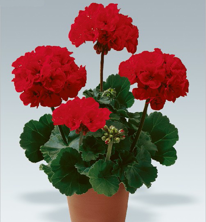 Pelargonium