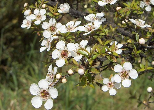 Slik bruker du tea tree olje