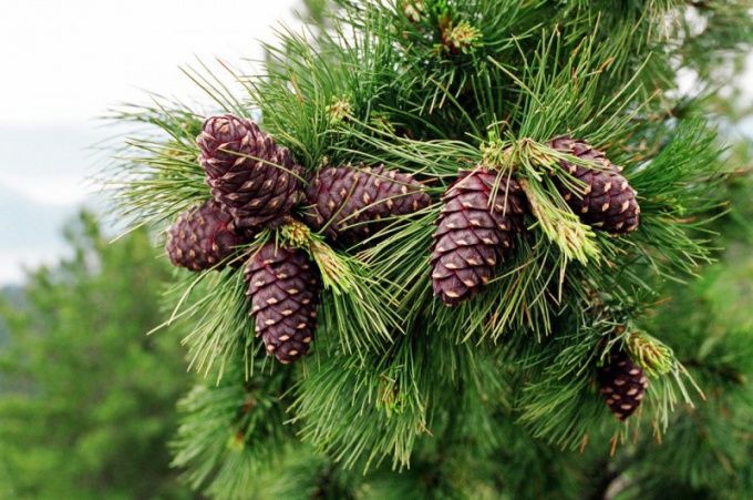 Fjerning av uønsket hår med cedar skall