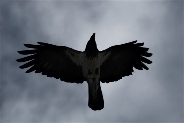 Hva er serien "Black Crow"