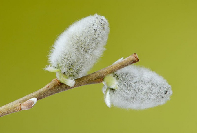 Hvorfor er ferien kalt "Palm Sunday"