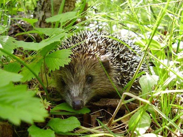 Hedgehogs er nydelige gartnere hjelpere