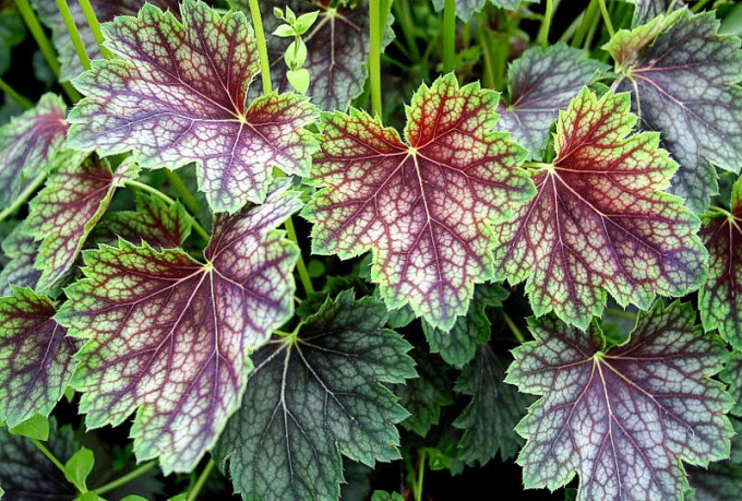 Mountain geranium