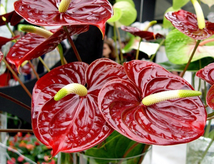 Hvordan bryr seg om et anthurium