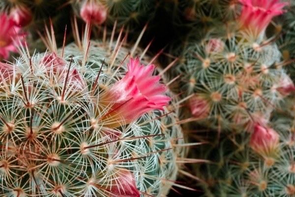 Blomstrende kaktus.