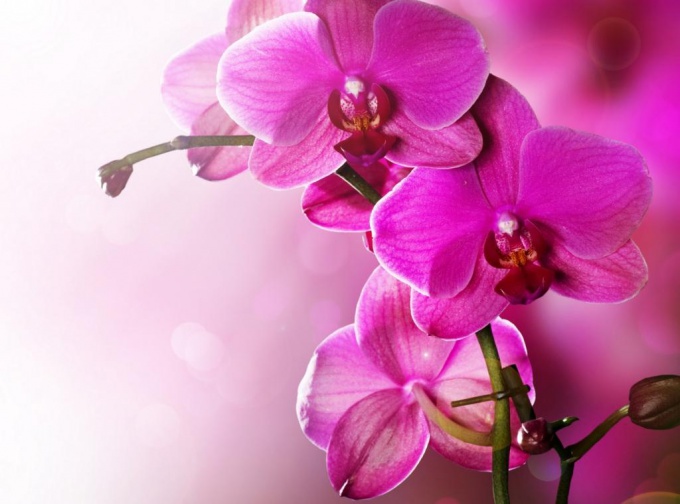 Tips 1: Hvordan vokse phalaenopsis