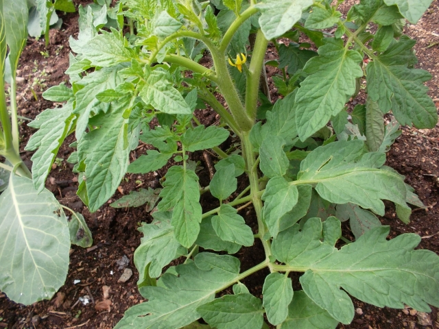 Hvordan plante en tomatplante