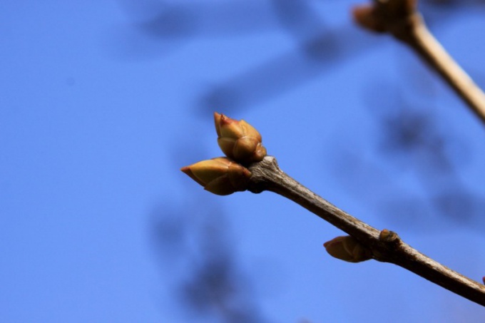 Nyren av planten og dens morfologiske egenskaper