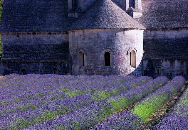 Lavendelfelt i Provence