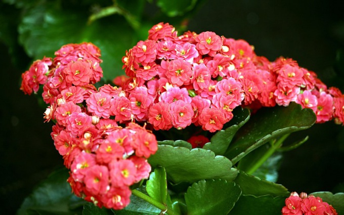 Hva ser Kalanchoe ut?