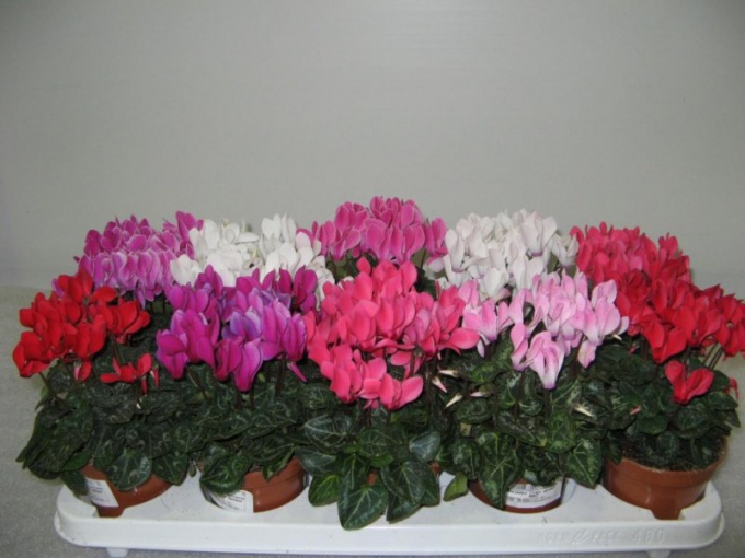 Når en cyclamen blomstrer