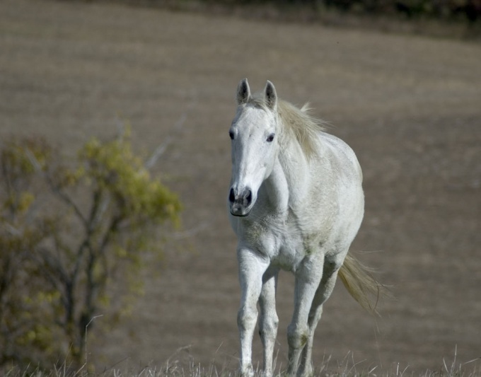 Hvordan nevner en <strong> hest </ strong>