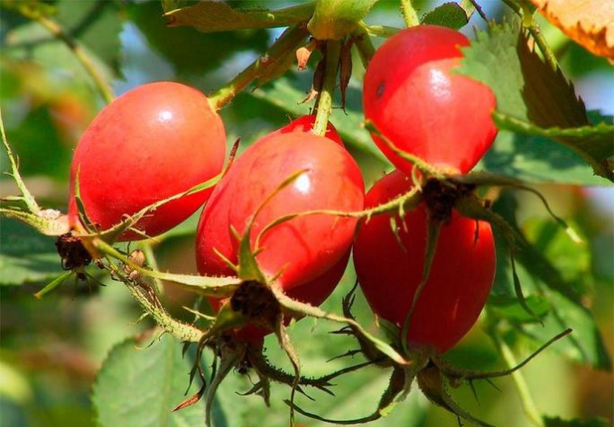 Rosehip: indikasjoner og kontraindikasjoner