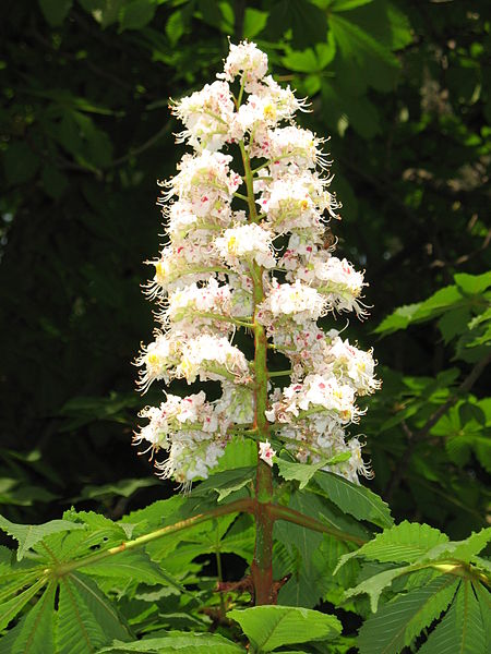 Chestnut behandling