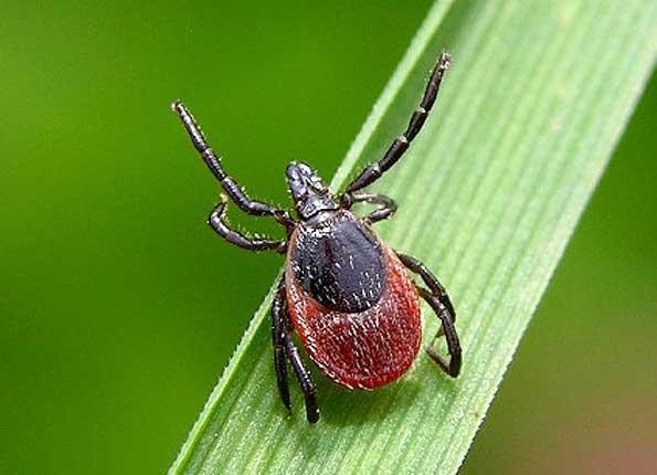 Hvordan behandle tick-båret encefalitt