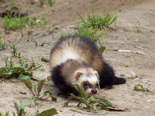 Slik bryr du seg om en ferret