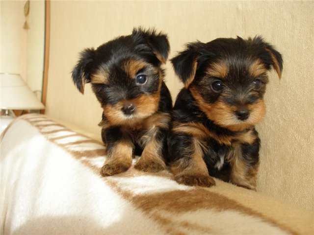 Hvordan bryr seg om en Yorkshire Terrier valp