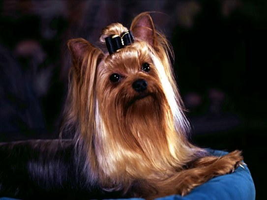 Hvordan Yorkshire Terriers ser ut