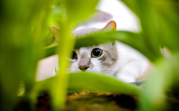 Katten gjemmer seg i gresset og forbereder seg på et annet strekk