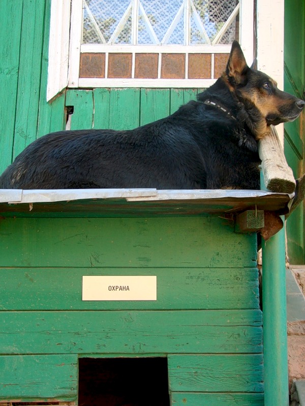 Hvordan lære en hund å beskytte