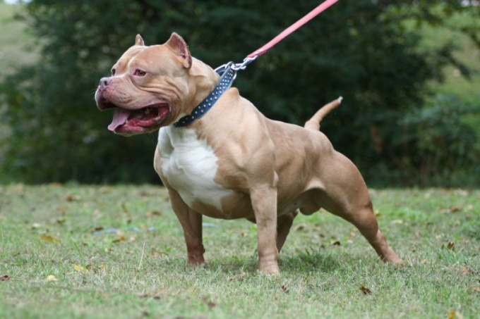 Hvordan heve en pit bull