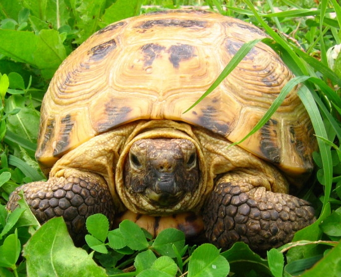 Hvordan bestemme alderen på en landskildpadde