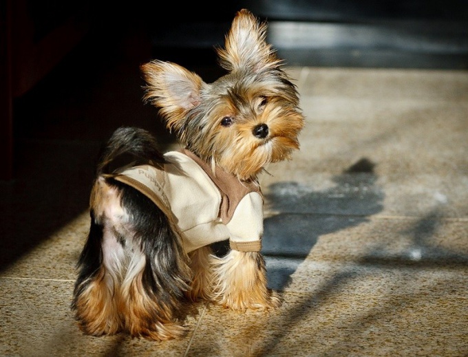 Yorkshire Terrier