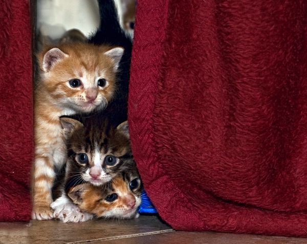 Slik holder du en kattunge