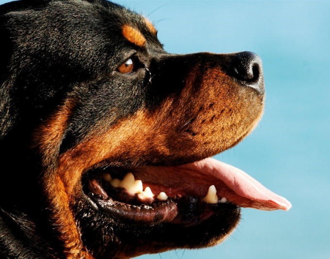 Rottweiler: Breedstandarder og egenskaper