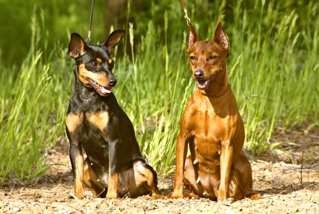 Dverg, eller miniatyr, pinscher (zwergpinscher)