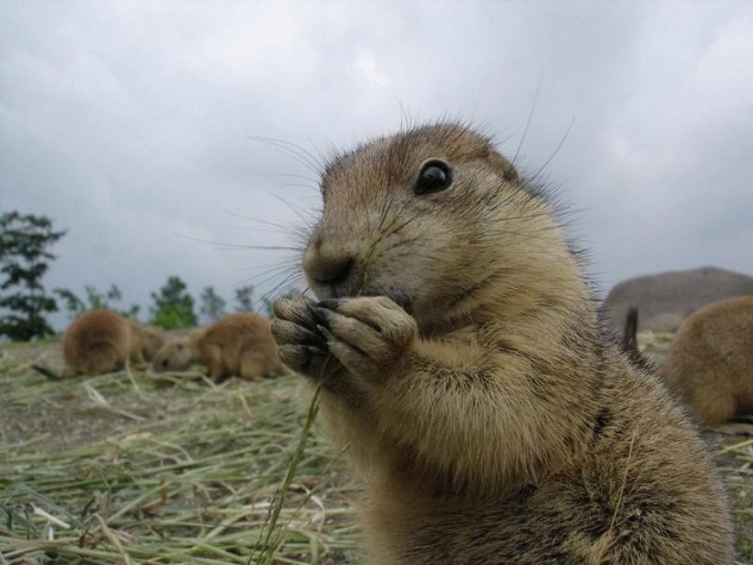 Gophers er gnagere av ekorn familien