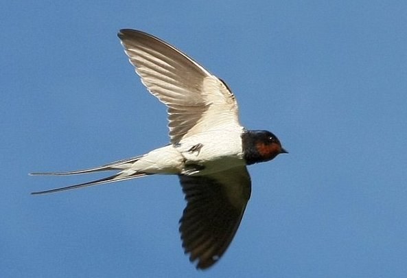 Hvorfor flyter svaler lavt før regnet