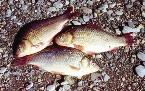 Hvordan fange en crucian på fiskestang